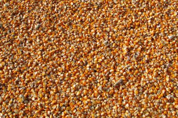 Semillas de maíz con fines de referencia