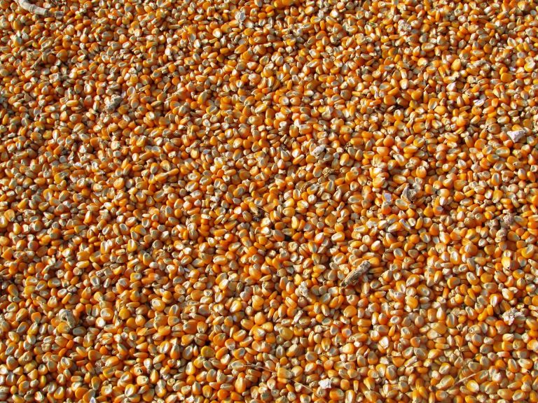Semillas de maíz con fines de referencia